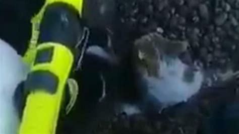 Ukraine War Emergency Workers Pull Cat From Kharkiv Rubble After Owners Killed World News
