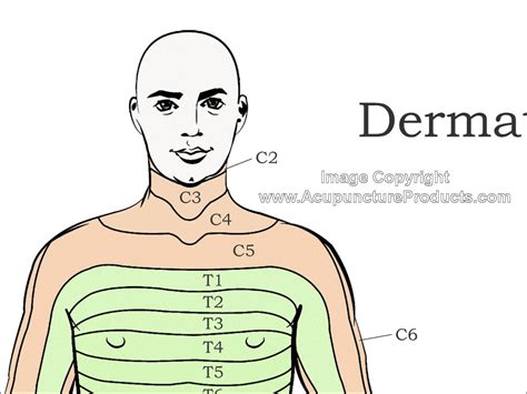 Dermatomes Chart Upper Limb