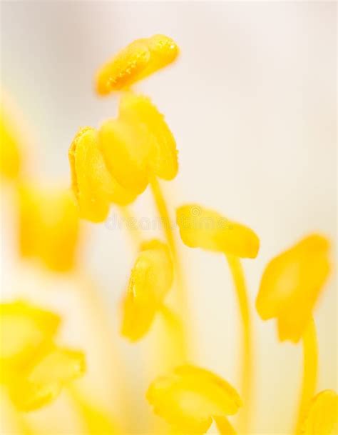 Yellow Pollen On A Flower In Nature Stock Photo Image Of Bloom Macro