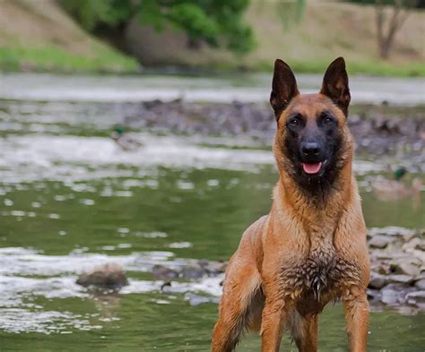 Our Guide To The Best Protection Dog Breeds 🦮 Full Contact