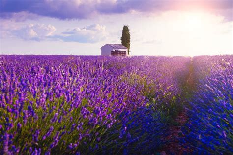 515 Tree Lavender Field Sunrise Provence France Stock Photos Free