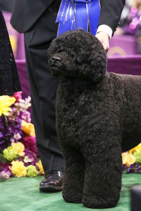 step  repeat   annual westminster dog show