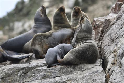 Closeup Shot Of A Group Of Sea Lions Lying On The Rocks Stock Photo