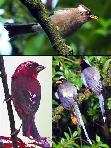 A Field Guide To The Birds Of China Shanghai Birding 上海观鸟