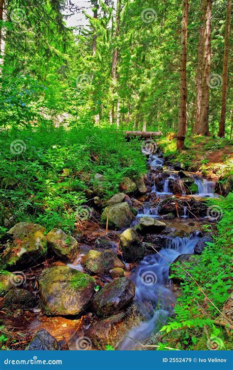 Brook In The Forest Stock Image Image Of Natural Spring 2552479