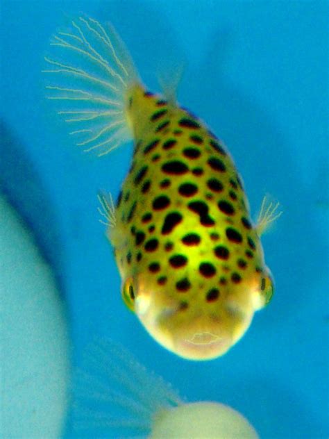 Puffer Fish Freshwater Puffer Fish At Store In Houston Te Flickr
