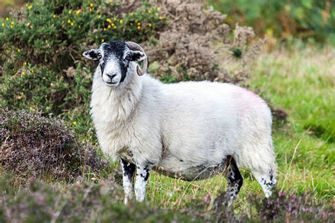 Royalty Free Blackface Sheep Pictures Images And Stock Photos Istock