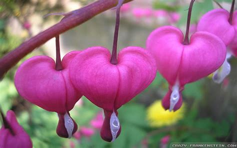 Flowers And Hearts Pictures Heart Flowers Love · Free Image On
