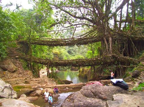 Double Decker Living Root Bridge At Cherrapunji Sohra Rincredibleindia