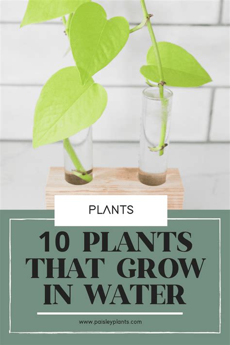 10 Easy Plants That Grow In Water Paisley Plants
