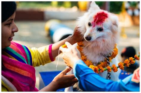 Nepals Kukur Tihar Festival Celebrates The Day Of The Dog Petguide