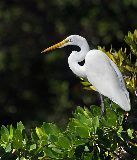 Great Egret In The Florida Everglades Photograph By Mr Bennett Kent