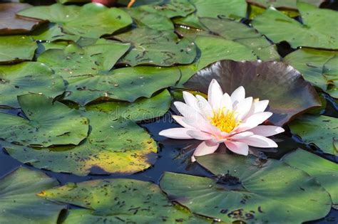 Nymphaea Alba Pink Water Lilies A Beautiful Aquatic Plant In The