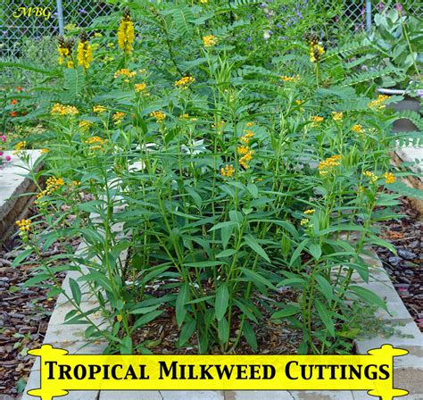 Gardeners spur mississippi milkweed research project. Grow From Cuttings - Tropical Milkweed Propagation
