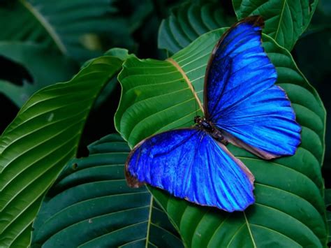 Blue Morpho Butterfly Hd Background Wallpaper 20745 Baltana