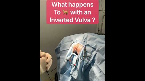 Inverted Vulva And Vulvoplasty In Pets Youtube