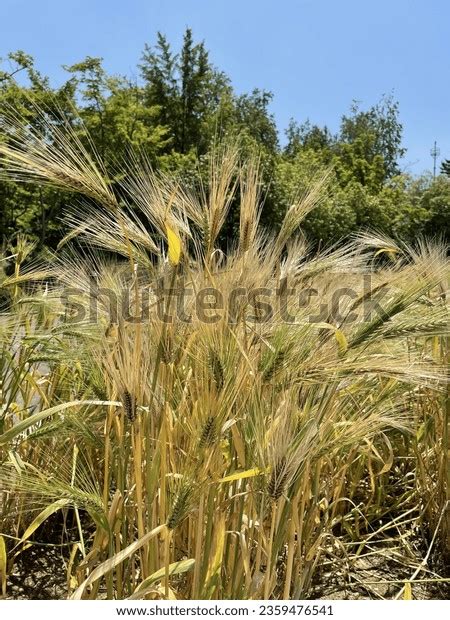 2 가을 한국 풍경 图片、库存照片、3d 物体和矢量图 Shutterstock