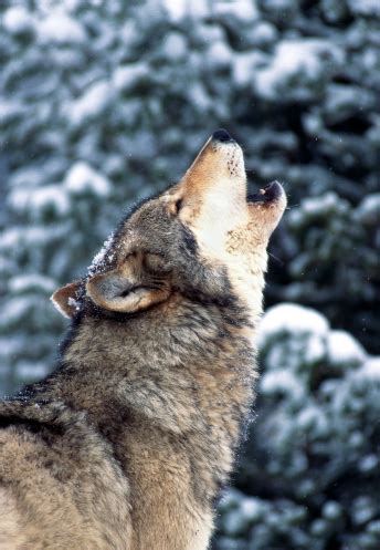 Бюгель, 9 января 2012 в wolf. Wolf Howling Stock Photo - Download Image Now - iStock