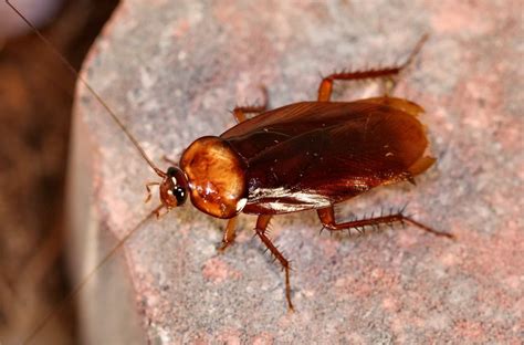 Cockroach Facts And Myths Terminix