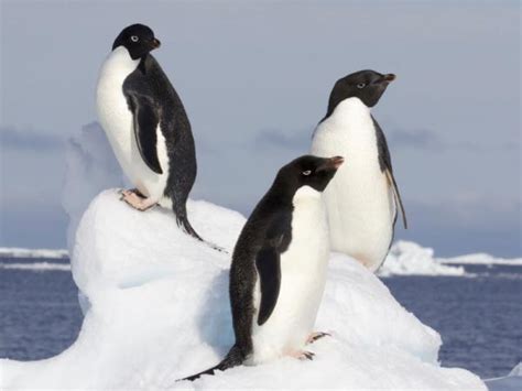 Dónde Viven Los Pingüinos Y De Qué Se Alimentan InformaciÓn Completa