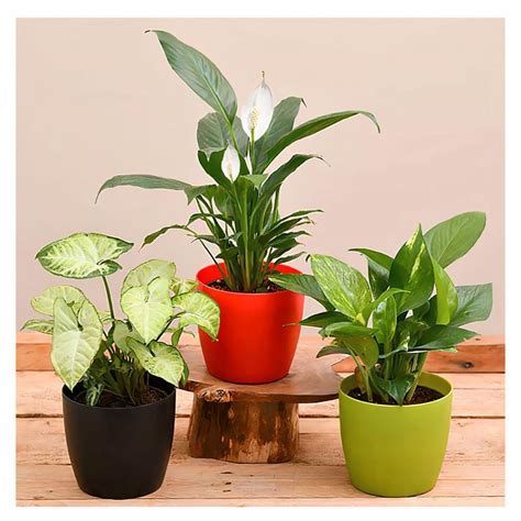 Indoor Plants For Home With Pot Winni