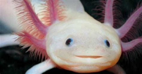 ¿su reinado, como rey de la selva, llegará a su fin…? Ajolote mexicano, una especie endémica en peligro de ...