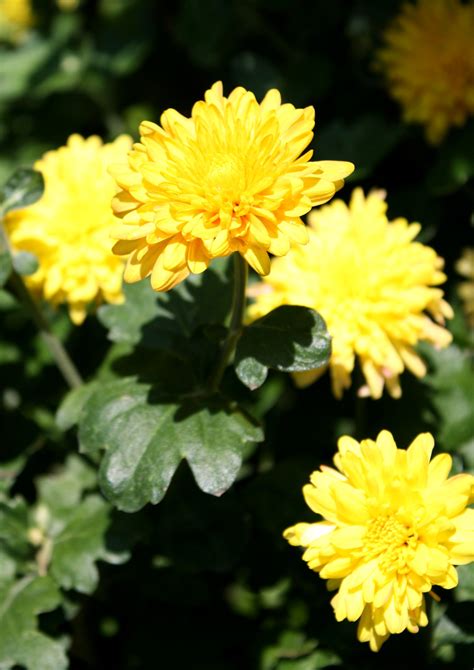 Yellow Chrysanthemums Picture Free Photograph Photos Public Domain