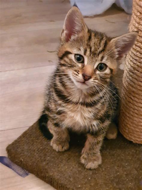 gorgeous tabby kittens for sale available now in clacton on sea essex gumtree