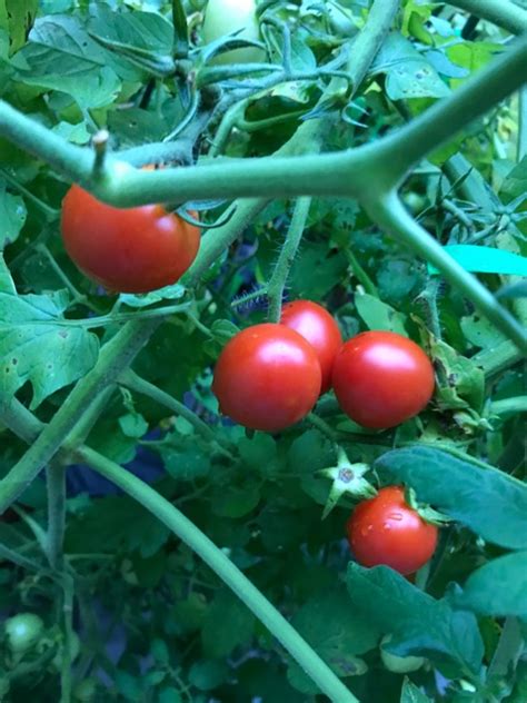Growing Campari Tomatoes Wine And What