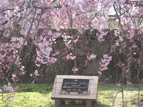 Sakura, bunga khas nan elok penuh cinta dari negri jepang. Princess Fanya ♥: Berwisata melihat Bunga Sakura
