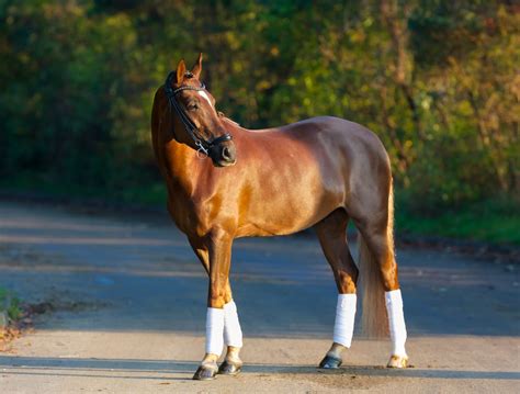 The Most Expensive Horse Breeds In The World Ventured