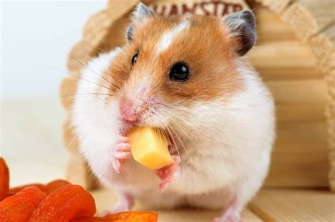 Can Hamsters Eat Cheese 2023 Were All About Pets