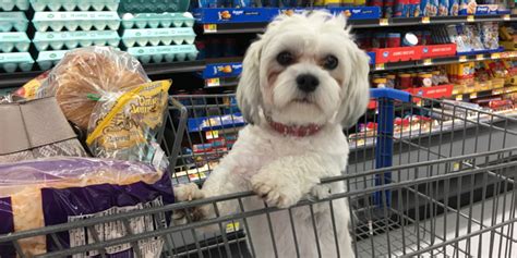 Once all items have been added to your shopping cart, you may check out. Will Walmart's new online pet pharmacy and vet clinics ...