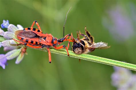 Assassin Bugs The “kiss” Of Death Corkys Pest Control Services And Termite Services In San