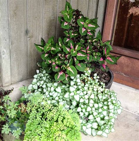 Shade Loving Plants Favorite Picks For My Front Porch Porch Plants
