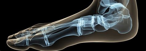 Qualified cat digital x ray veterinary prices. X-Ray Motion Study Rochester Hills MI - Rochester Family ...