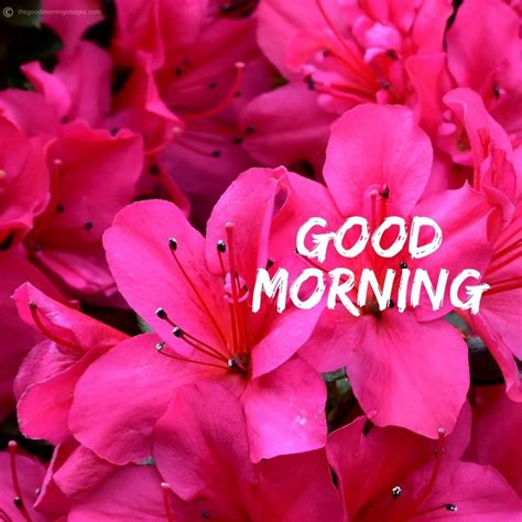 Collection Of Amazing Good Morning Images With Flowers Over 999