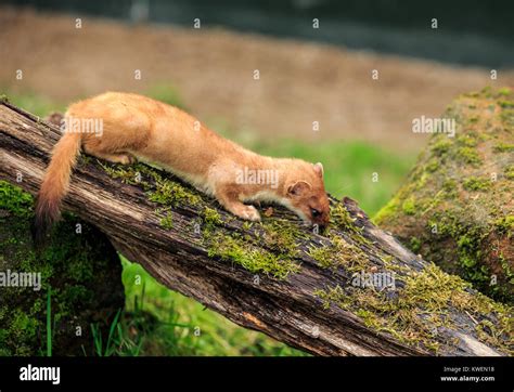 The Stoat Also Known As The Short Tailed Weasel Is A Mammal Of The