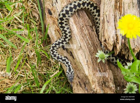 European Adder Vipera Berus Snake Or Viper Moving On The Ground Among