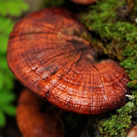 Reishi Mushroom Spores Addictive Wellness