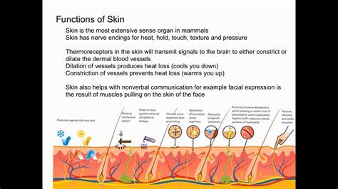 Functions Of The Skin Shapes