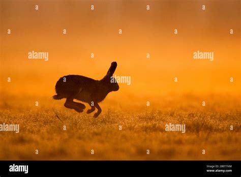 European Hare Brown Hare Lepus Europaeus Running In Dawn Over A