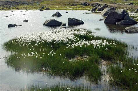 Cotton Grass Wildflower Greenland Arctic Travel Pictures