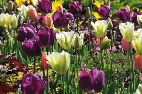 7 Tips For Planting Tulip Bulbs Longfield Gardens Planting Tulip