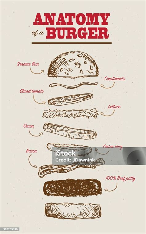 Anatomy Of A Burger Stock Illustration Download Image Now Burger