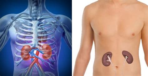 Are The Kidneys Located Inside Of The Rib Cage Kidney Pain And