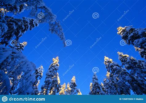 Snowy Winter Forest Spruce Trees Stock Photo Image Of Finland Snowy