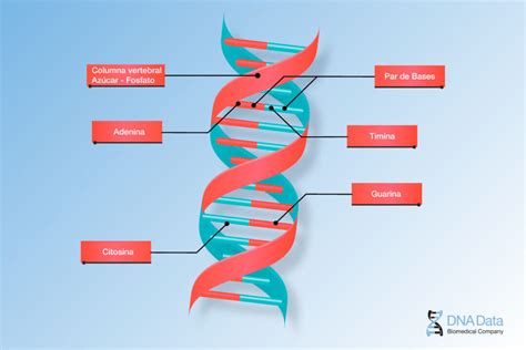 Día Del Adn Así Es La Molécula De La Vida Dna Data