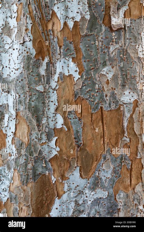 Bark Of Chinese Elm Tree Ulmus Parvifolia Stock Photo 83241867 Alamy