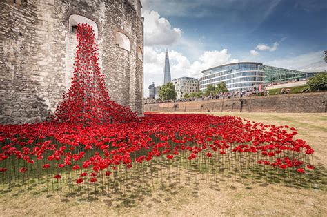 888246 Ceramic Poppies To Commemorate Fallen Soldiers In Ww1